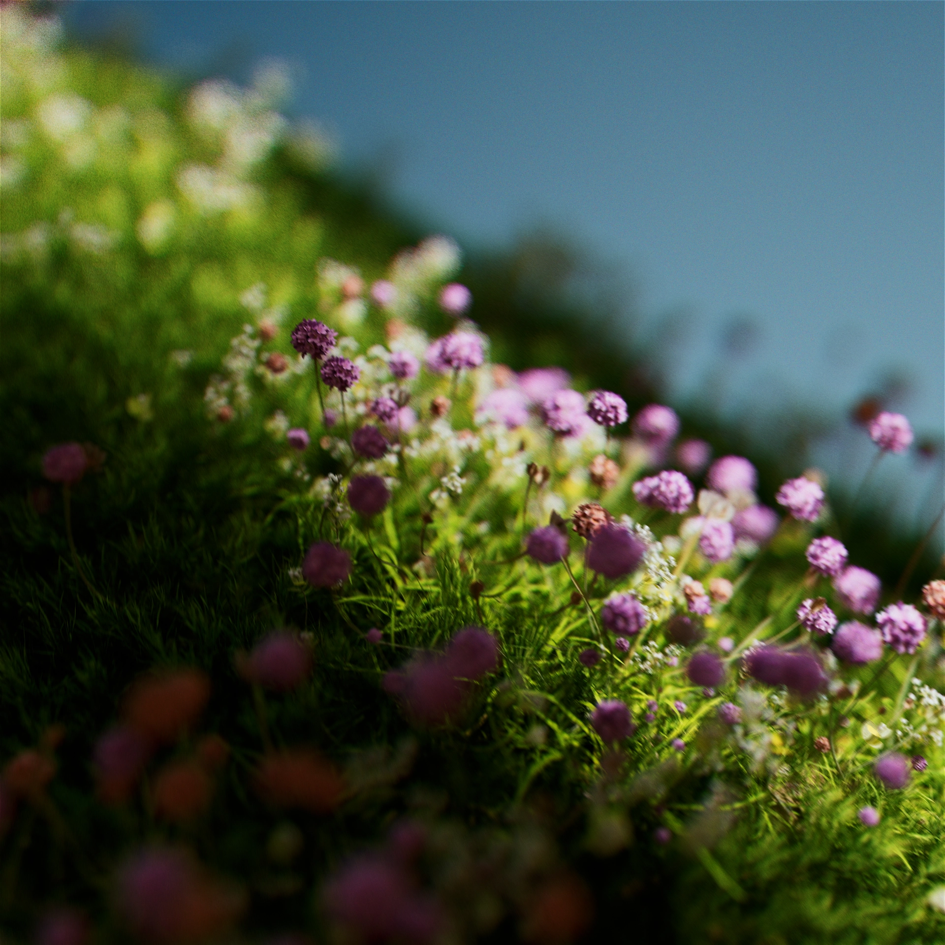 Forever Green 1-1 (00806)